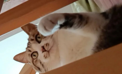 <b>猫咪在家待久了，如果有这6个表现，说明你该多陪陪它了</b>