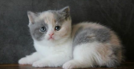 你知道吗？“英国短毛猫”有这几种。