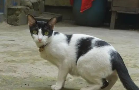 猫咪不睡猫窝？那是它们在向你的“床”宣战！ 