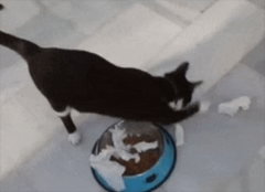 猫咪为什么在食物旁做出埋屎动作？难道真的以为你在吃屎？