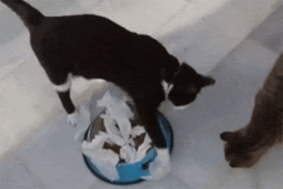 猫咪为什么在食物旁做出埋屎动作？难道真的以为你在吃屎？ 