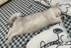 <b>养猫的女生送什么礼物</b>