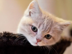<b>养猫的人是什么性格</b>