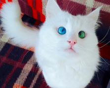 一蓝一绿眼睛的猫