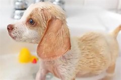 小狗多久可以洗澡