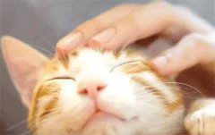小猫发出咕噜咕噜的声音表示什么