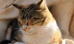 <b>猫咪呕吐的六大原因，不仅是吃多了这么简单</b>