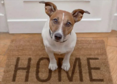 狗狗“迎接”主人回家的6种方式，你家狗子是哪种？