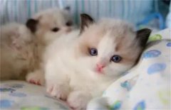 网上买的猫咪能养活吗