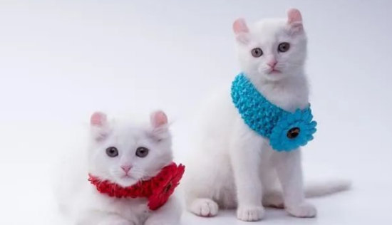 给2个月小猫洗澡了怎么办，看看小猫洗澡的必备知识分享！