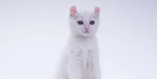 给2个月小猫洗澡了怎么办，看看小猫洗澡的必备知识分享！