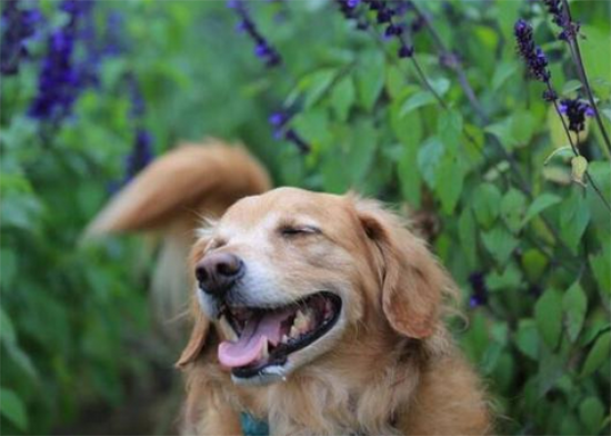 狗狗喜欢闻的5种气味，你知道吗？