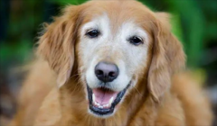 <b>常被忽略的5个狗狗初老症状和养护攻略</b>