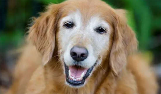常被忽略的5个狗狗初老症状和养护攻略 