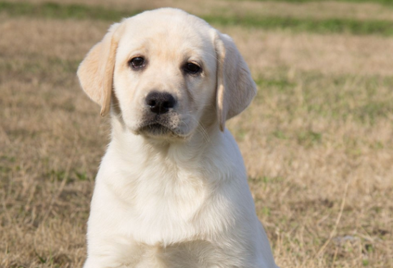 适合家养的中小型犬，根据自己的喜好选择