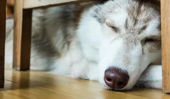 别买狗窝了，这6个地方，才是狗狗最爱睡觉的地点