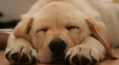狗狗在这4个地方睡觉，都代表着它爱你，你家喜欢睡在哪？