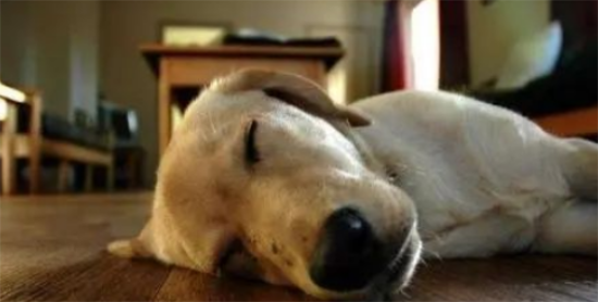 狗狗在这4个地方睡觉，都代表着它爱你，你家喜欢睡在哪？