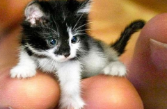 <b>世界上最小的猫多少钱一个</b>