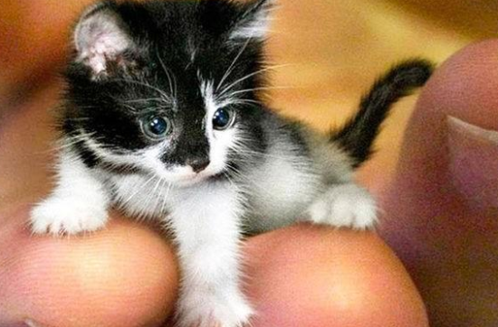 世界上最小的猫多少钱一个