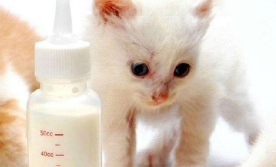 人奶能给猫喝吗
