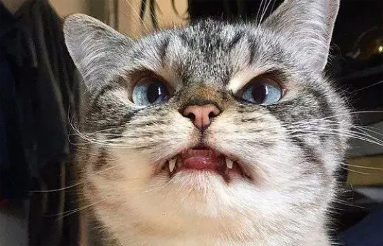 人的眼球被猫抓了怎么办