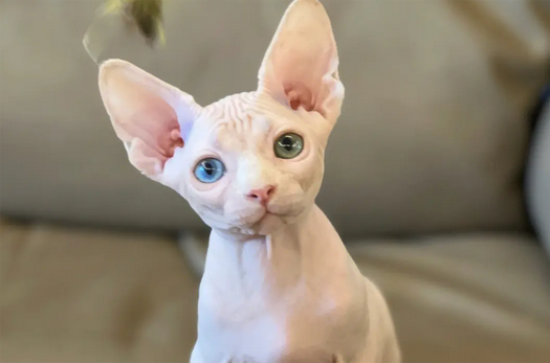 全身没有毛的猫是什么猫