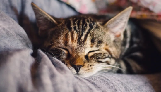 猫猫饮食注意事项：健康饮食规划，守护爱宠健康