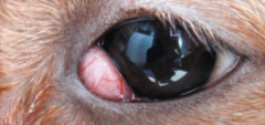 <b>狗眼睛发红是怎么回事</b>