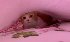 猫钻床单底下怎么回事
