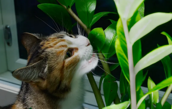 猫最怕什么植物和花草
