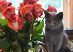 玫瑰花对猫有毒吗