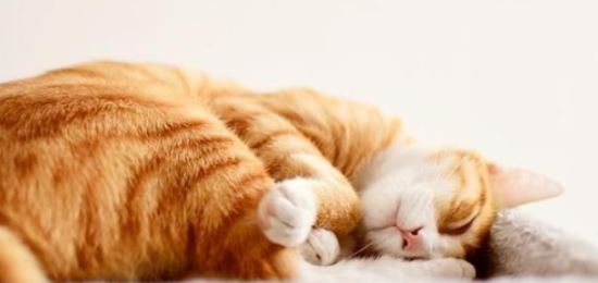 猫一天睡多久正常