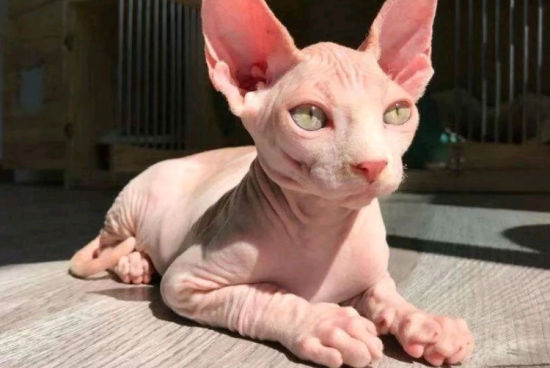 猫智商排名