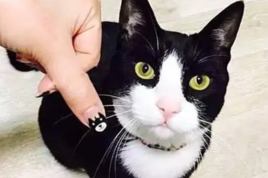 美甲指甲猫多少钱一只图片