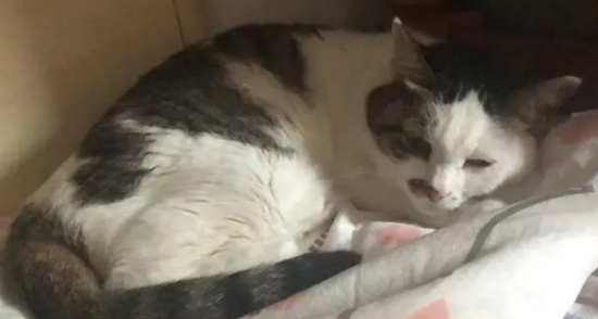 母猫产后半个月突然没精神