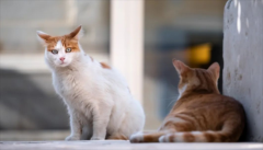 猫慢性应激引起的五大常见疾病