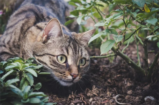 猫慢性应激引起的五大常见疾病