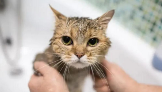 猫为什么不能经常洗澡