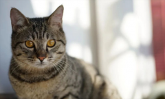 猫猫上呼吸道中的“头号病毒”原来是它?