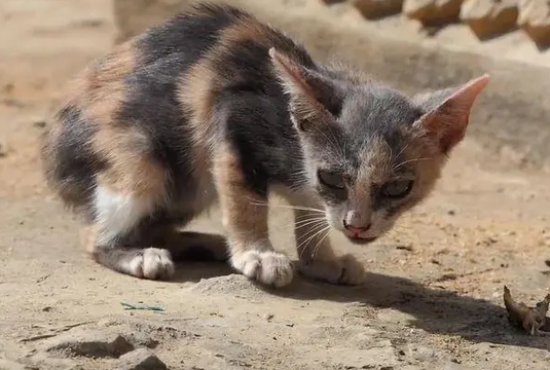 猫咪认为被抛弃的12种行为
