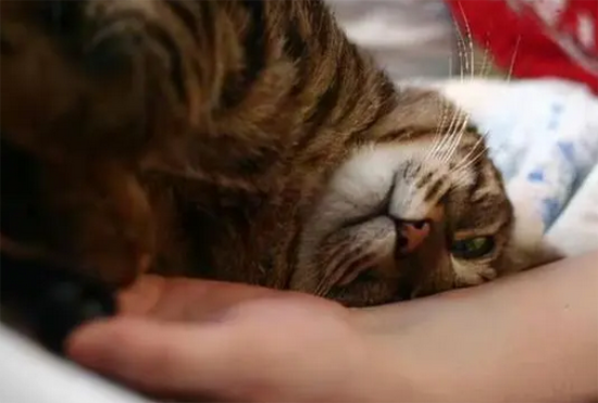 猫咪用头“拱人”是想告诉你这些~