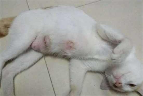 猫有几个奶点