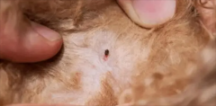 猫有寄生虫的症状