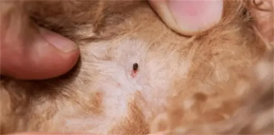 猫有寄生虫的症状
