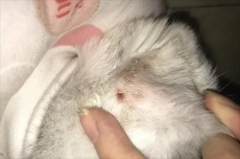 猫有螨虫怎么办