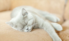 猫一天睡几个小时