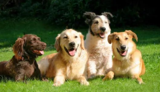 狗狗不同的叫声都有哪些含义你都知道吗？