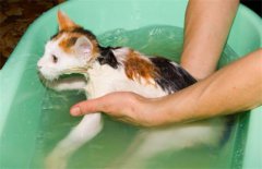 家猫多久洗一次澡？揭秘正确的猫咪洗澡频率及其重要性