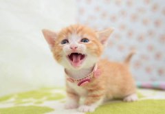 <b>猫的心跳一分钟多少次？</b>